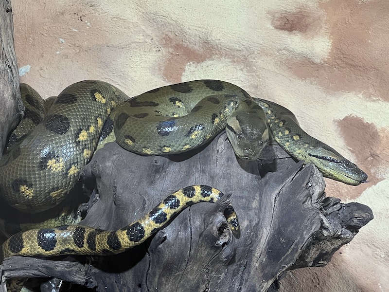 Anaconda verde - Eunectes murinus