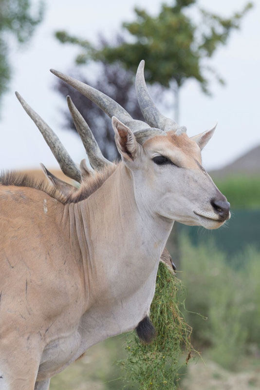 Antilope-Alcina