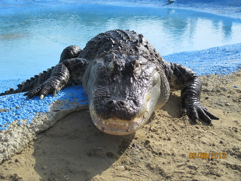 Coccodrillo del Nilo - Crocodylus niloticus Laurenti