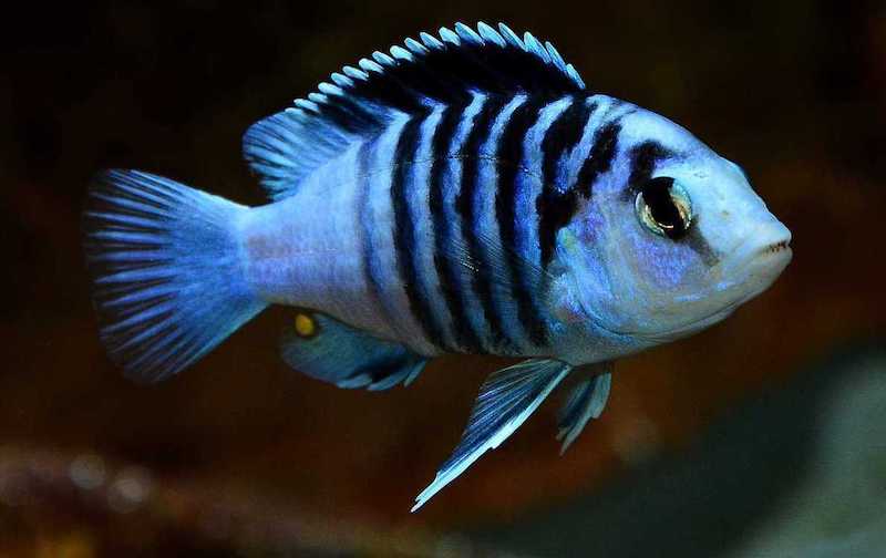 Labidochromis-chisumulae-chjizumulu (solo nome scientifico)