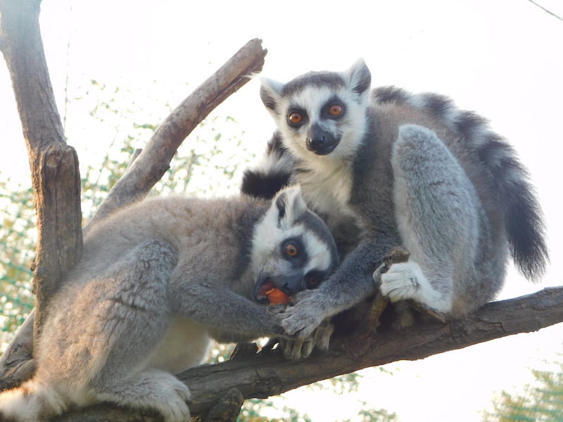 Lemuri - Lemur catta -1
