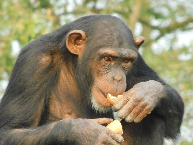 Scimpanzé di Guinea Pan troglodytes-1