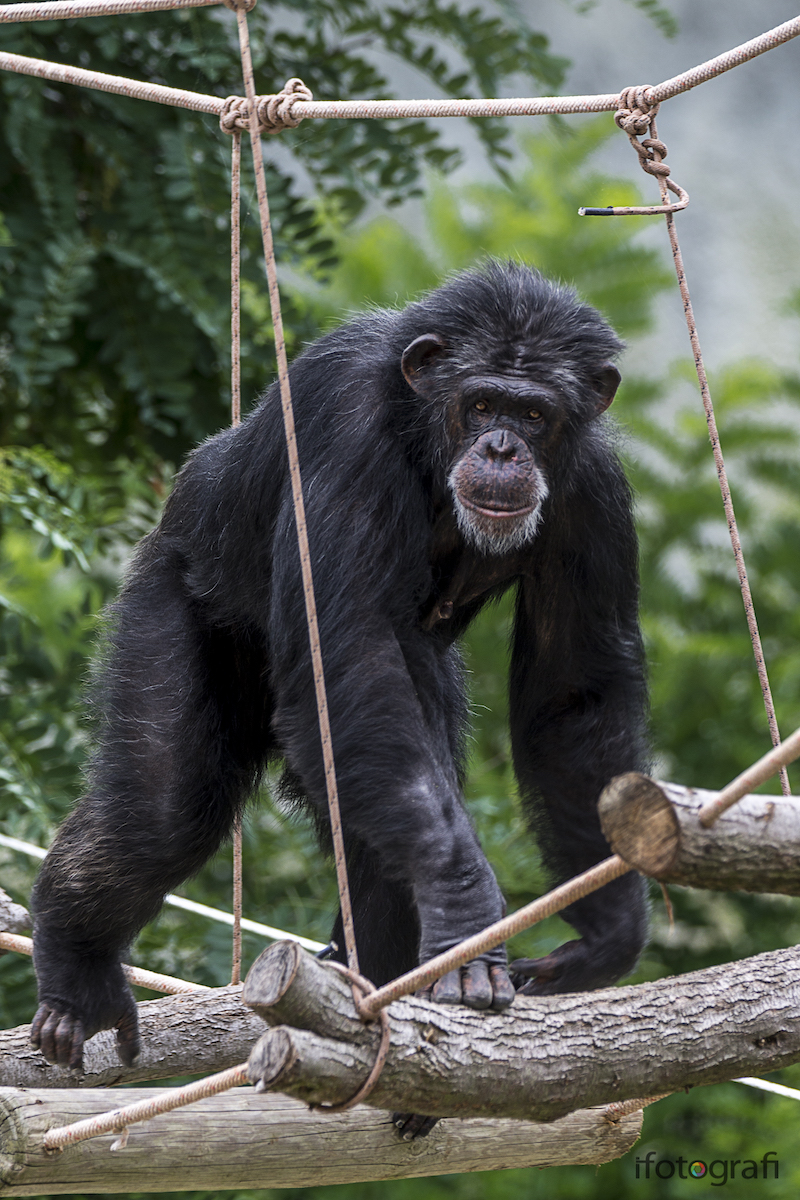 Scimpanzé di Guinea - Pan troglodytes 