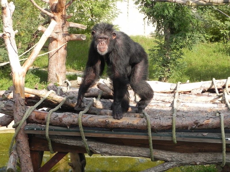 Scimpanzé di Guinea - Pan troglodytes -1