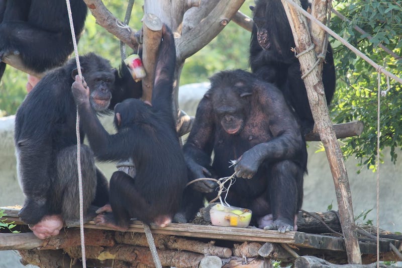 Scimpanzé di Guinea - Pan troglodytes -3