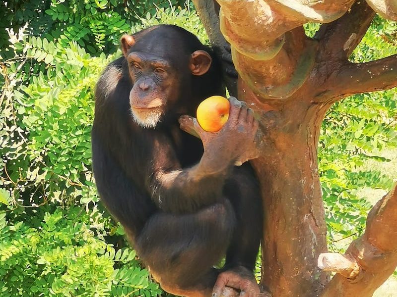 Scimpanzé di Guinea - Pan troglodytes -4