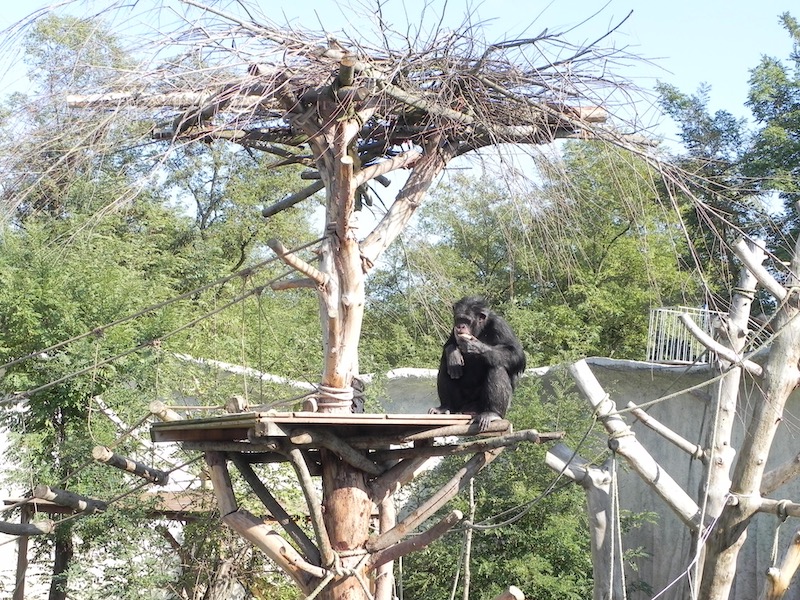 Scimpanzé di Guinea Pan troglodytes