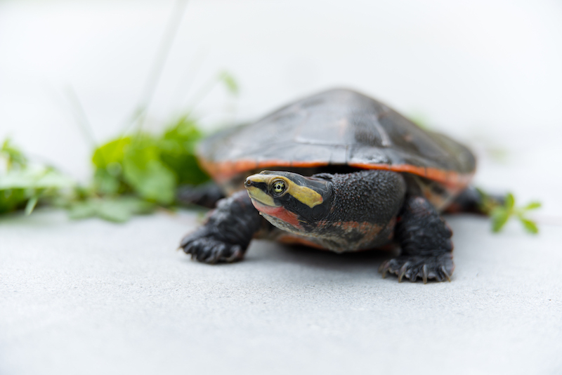Emydura subglobosa - The Red-bellied short-necked turtle