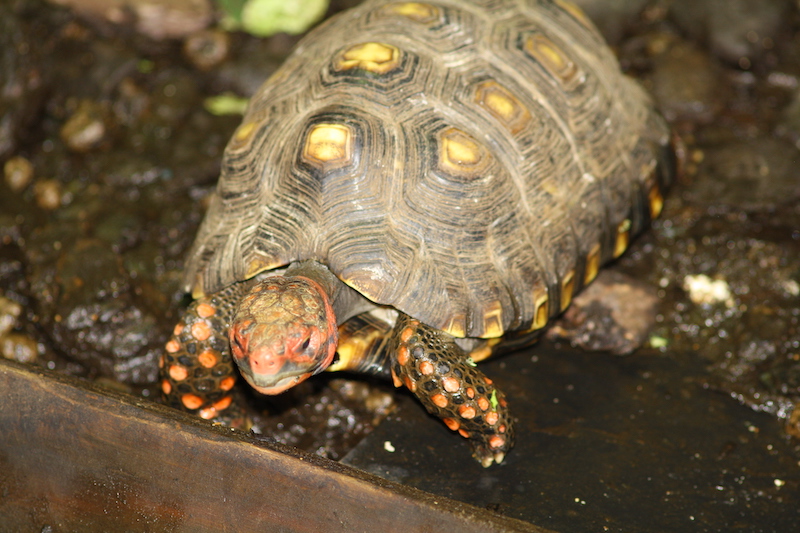 Tartaruga dalle zampe rosse - Chelonoidis carbonarius