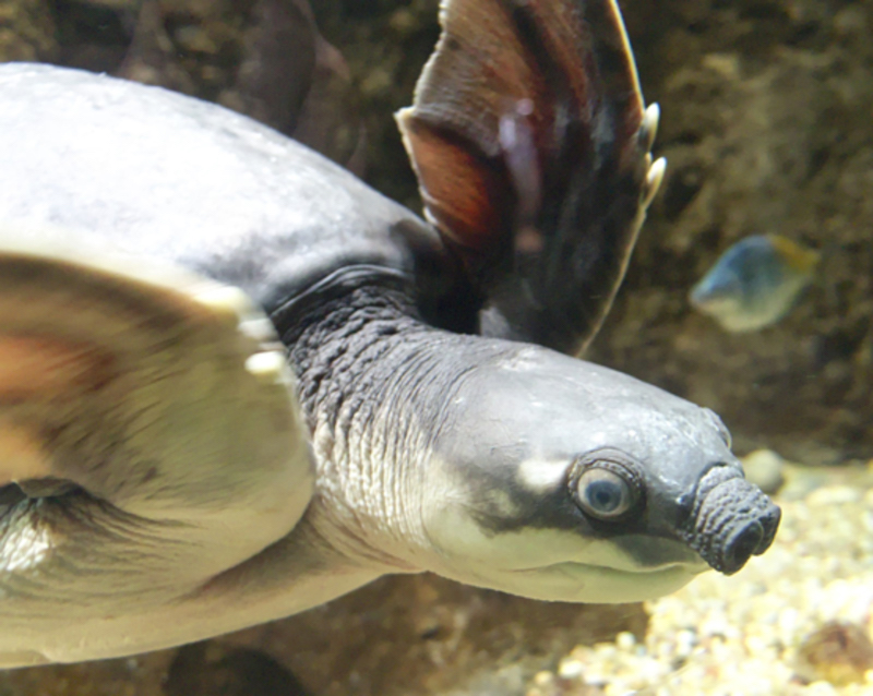 Tartaruga naso porcello - Careptochelis insculpta