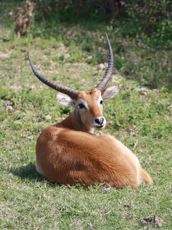 antilope-lichi-3