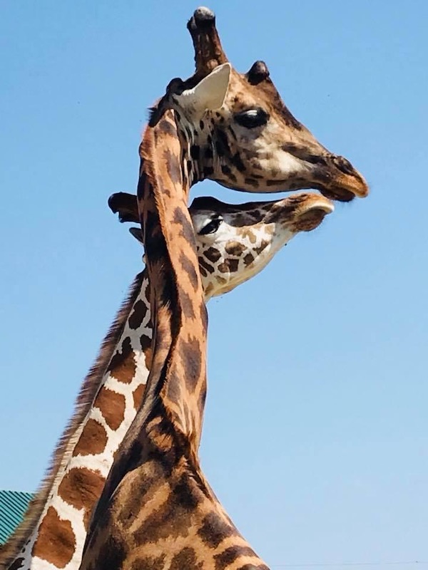 giraffa_0993