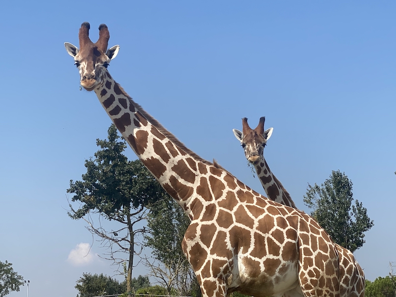 giraffa_8206