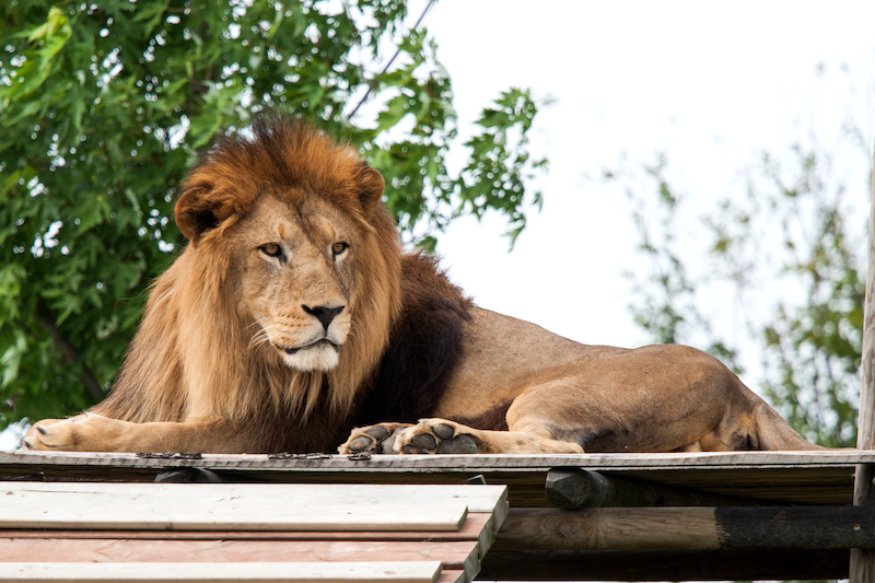 leone-safari