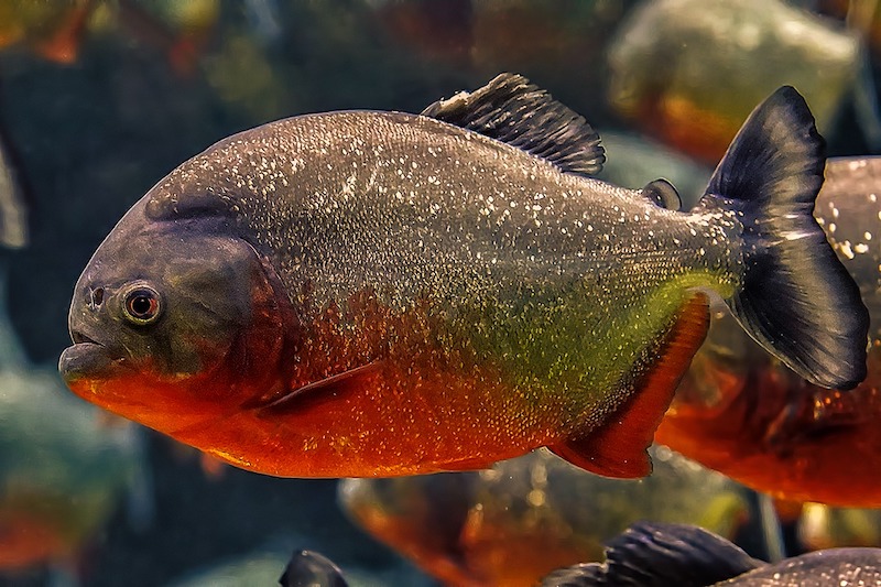 piranha rosso - Pygocentrus nattereri