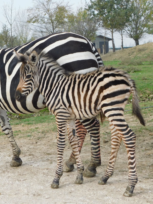 zebra-cucciolo