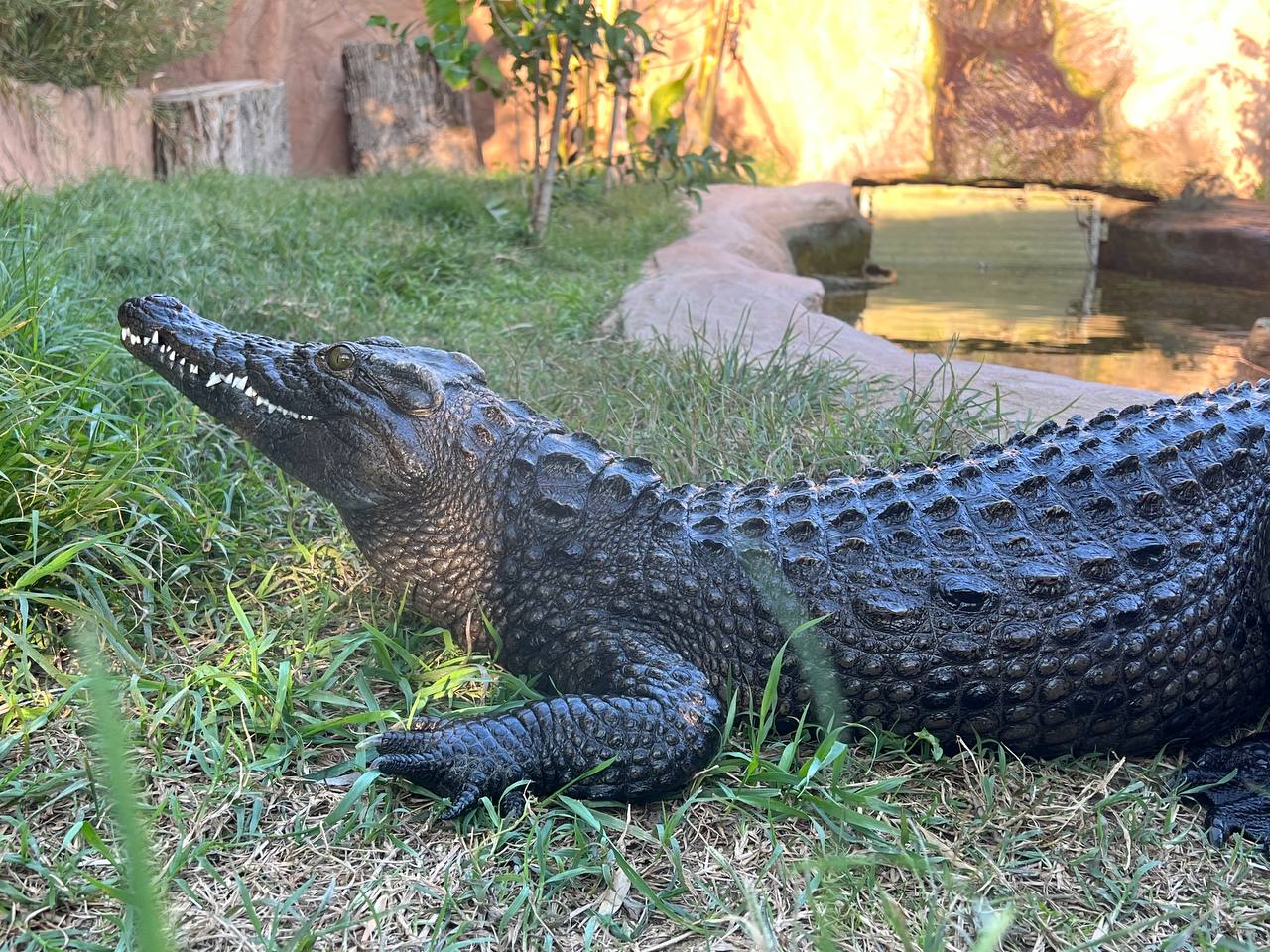 Coccodrillo del Nilo - Crocodylus niloticus Laurenti