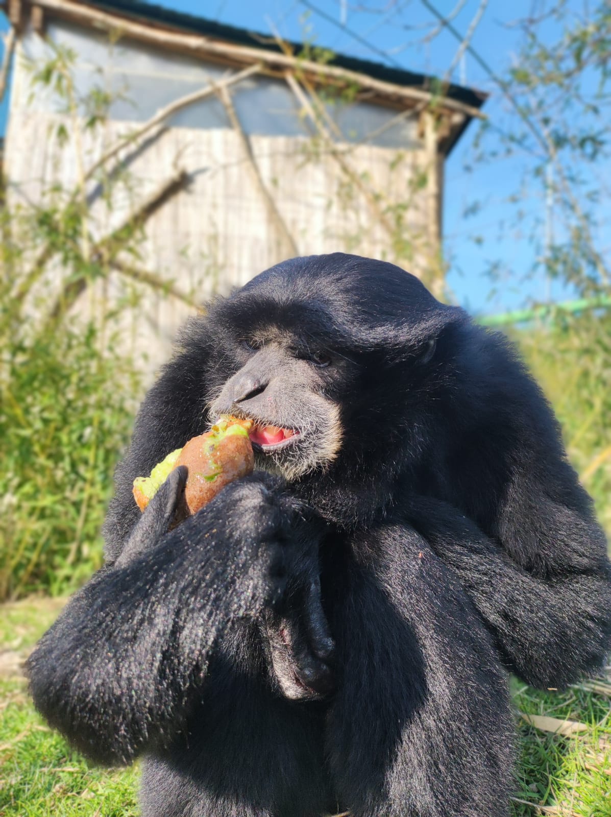 Siamango - Hylobates syndactylus