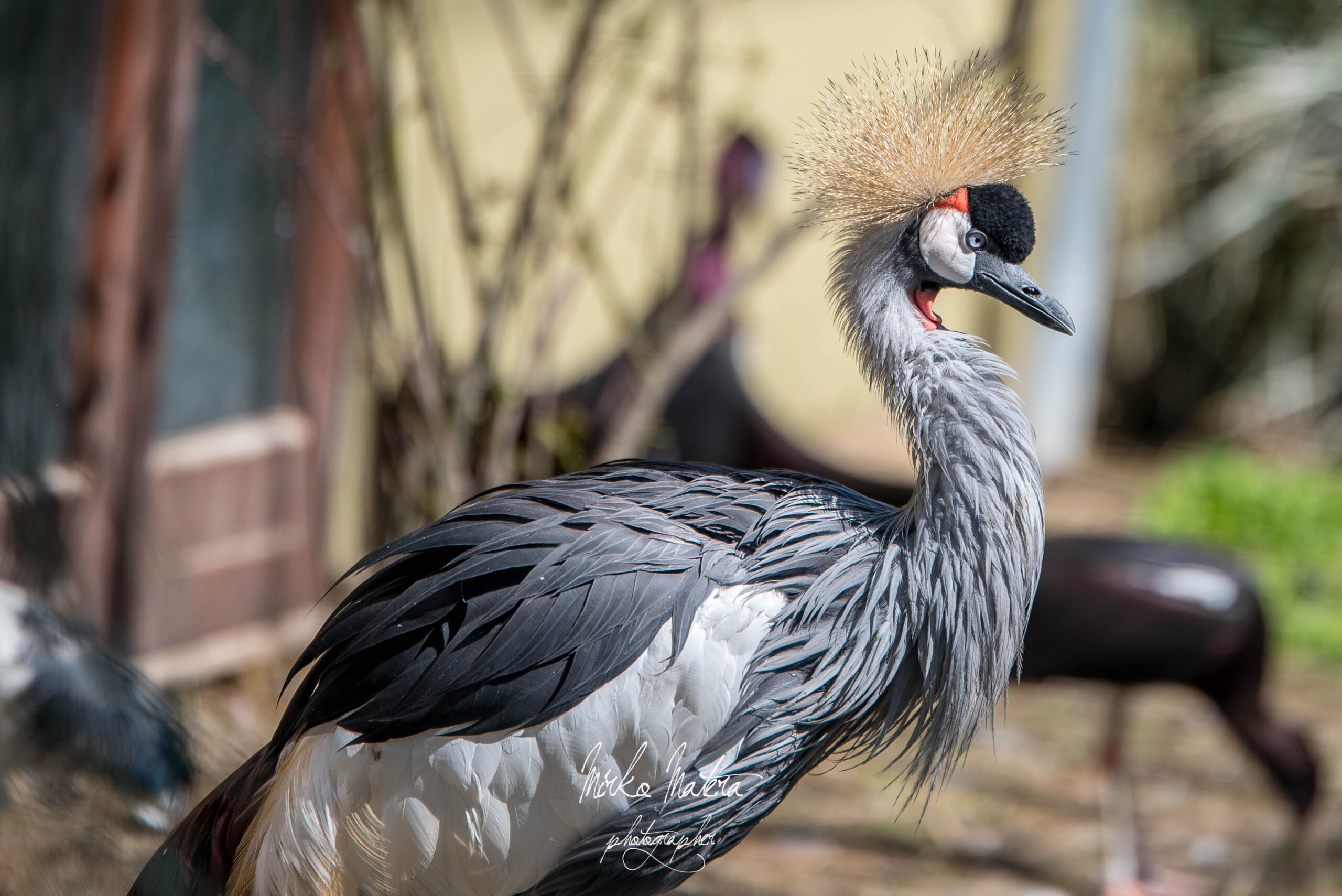Gru Coronata - Balearica regulorum