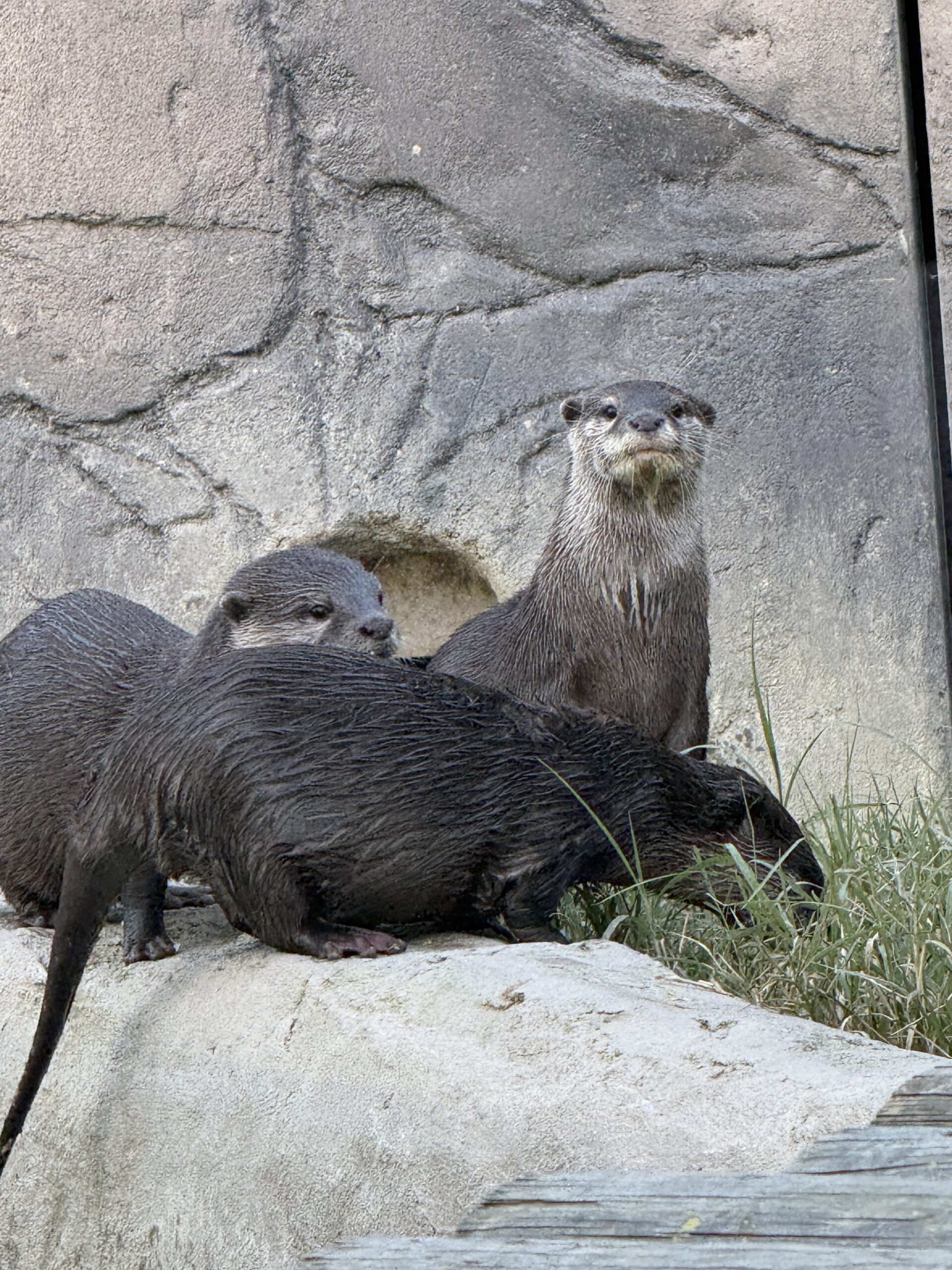 Lontra dalle piccole unghie orientali - Aonyx cinerea