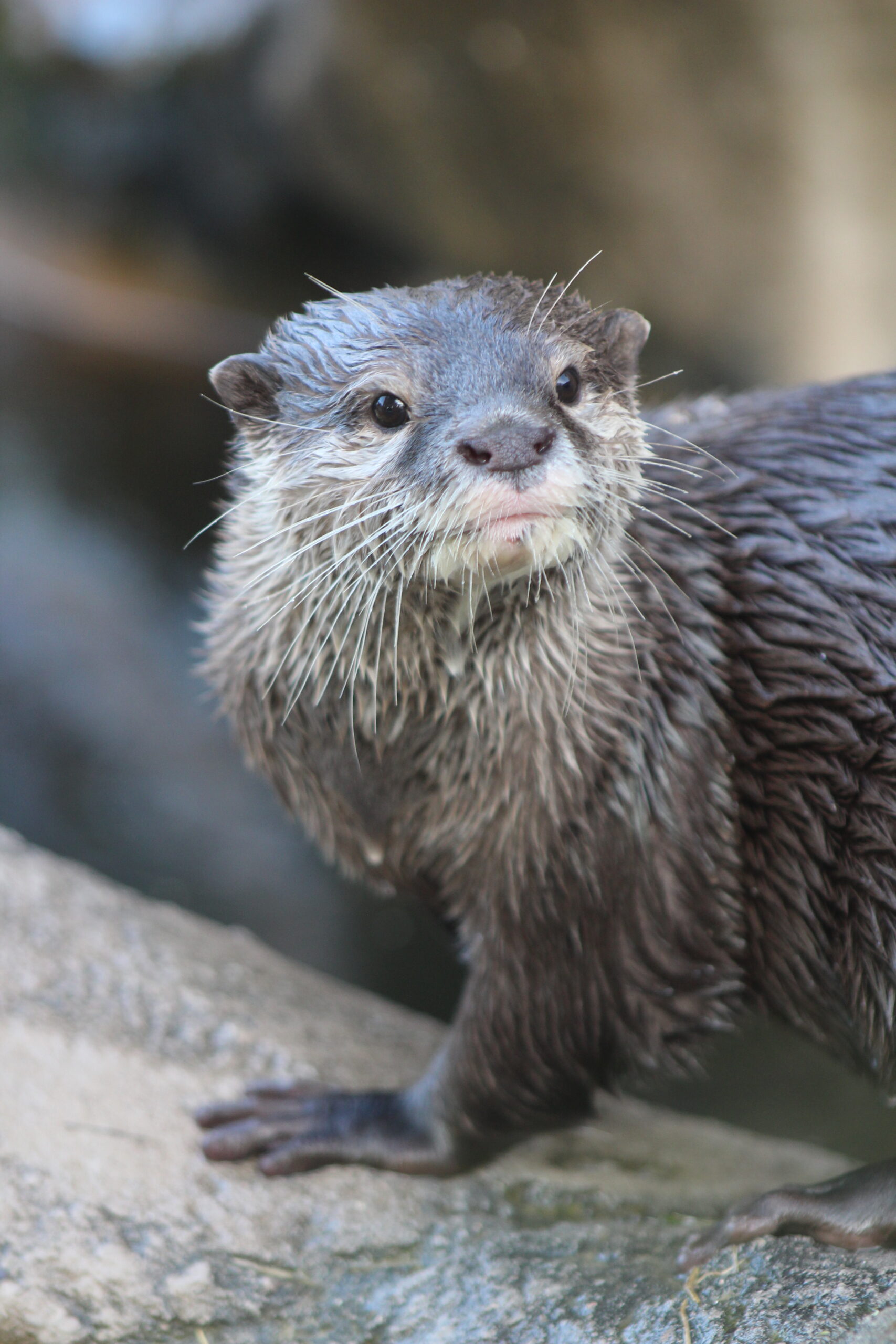 Lontra dalle piccole unghie orientali - Aonyx cinerea