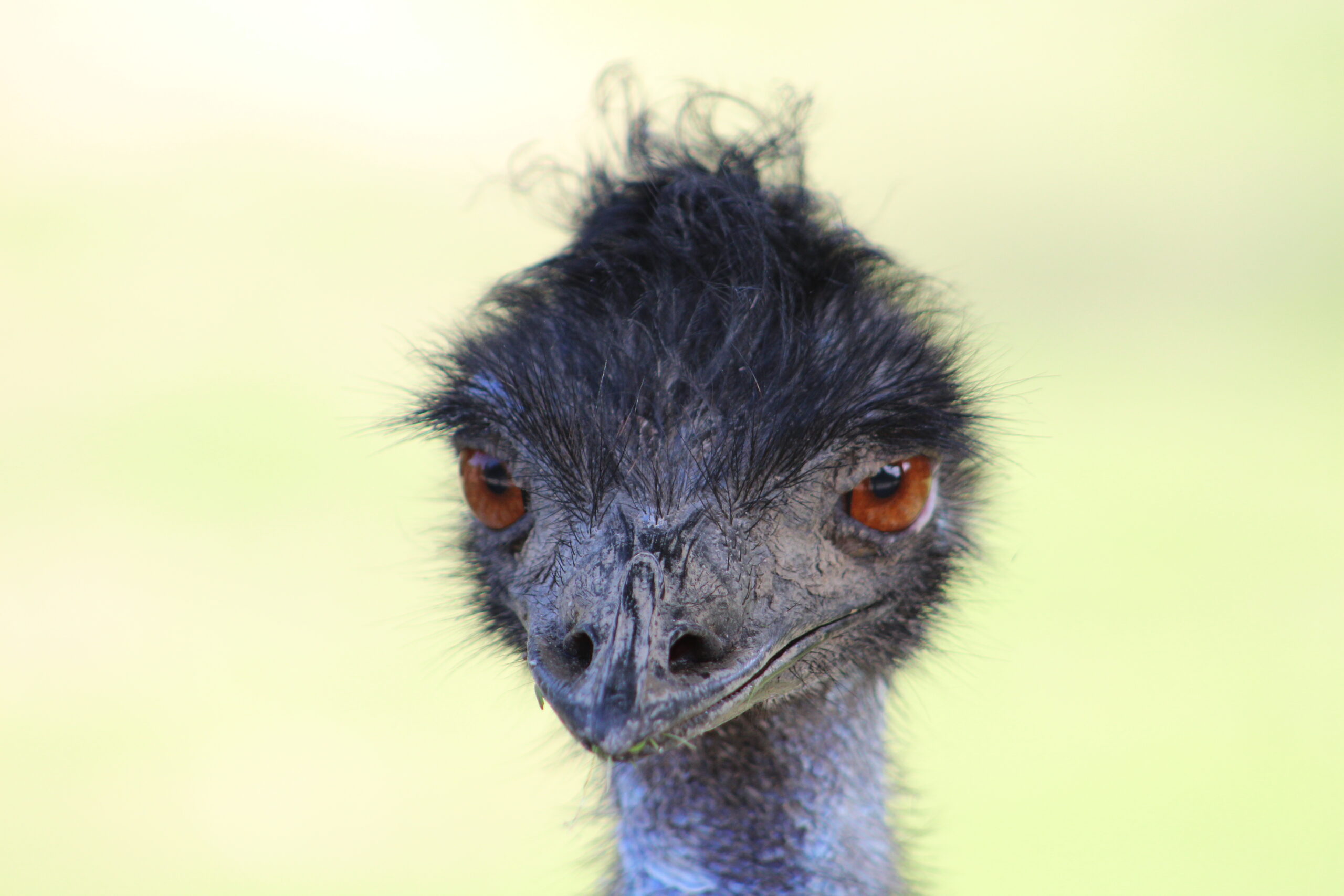 Emù - Dromaius novaehollandiae