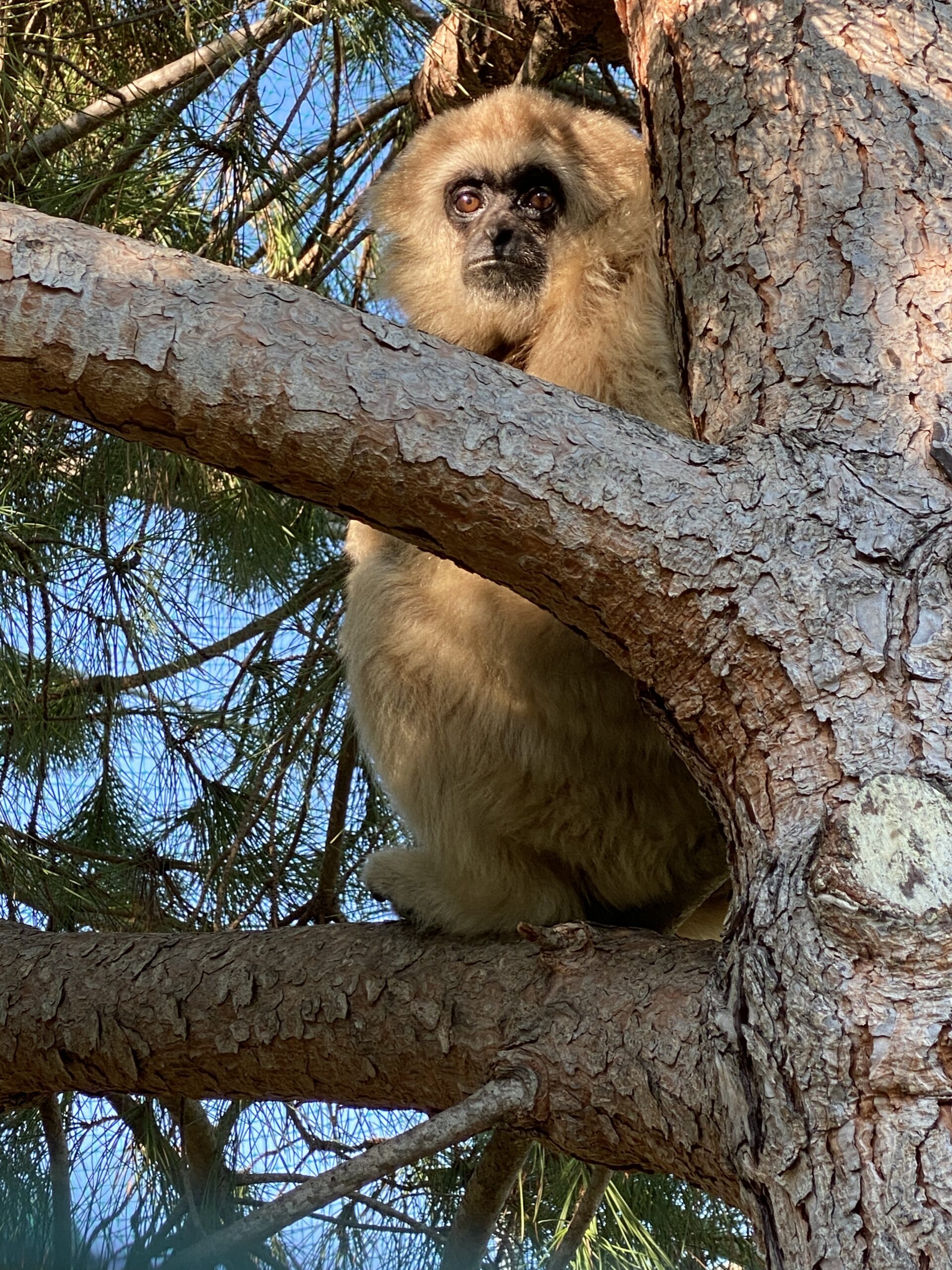 Gibbone dalle mani bianche - Hylobates Iar