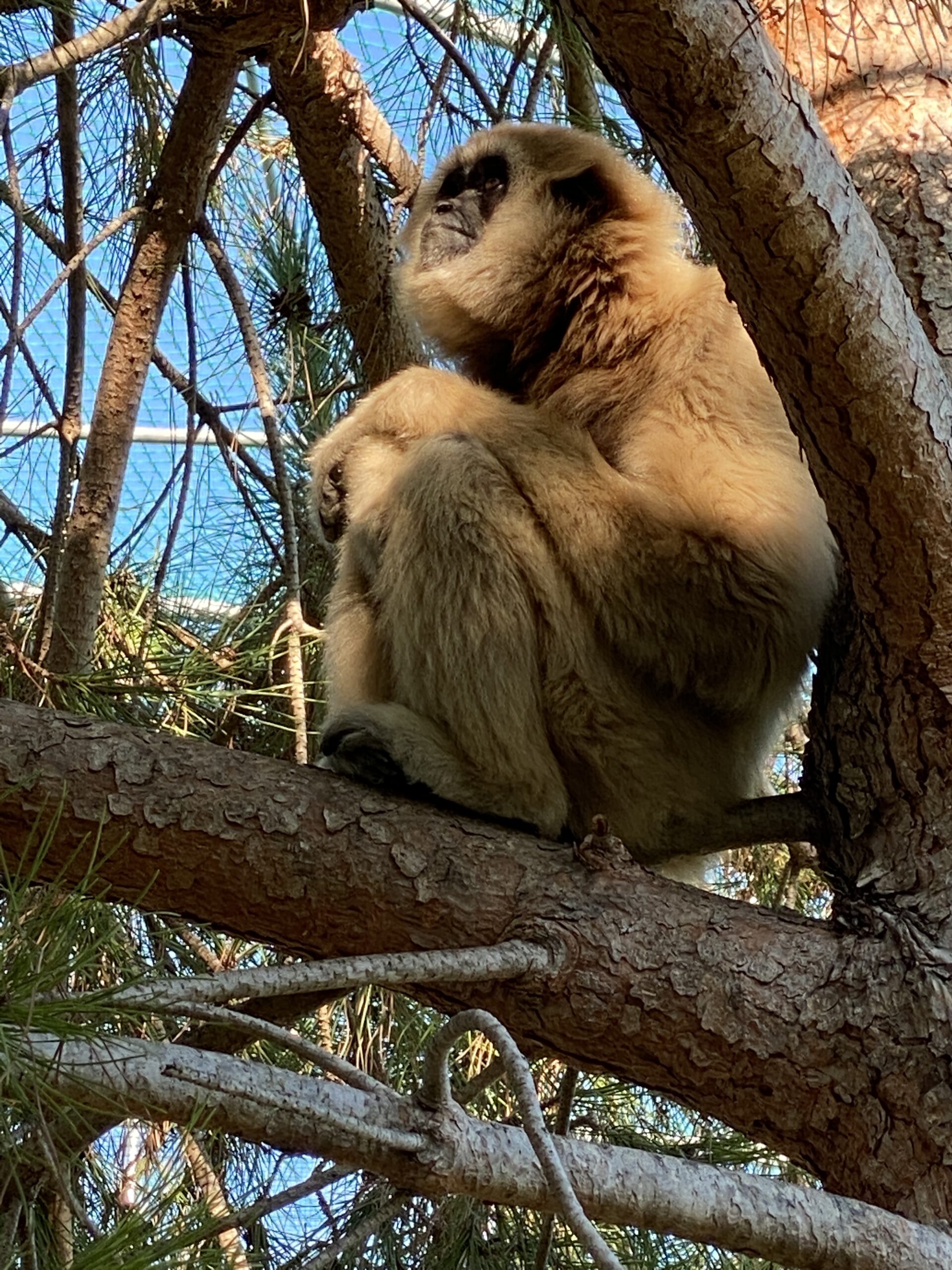 Gibbone dalle mani bianche - Hylobates Iar