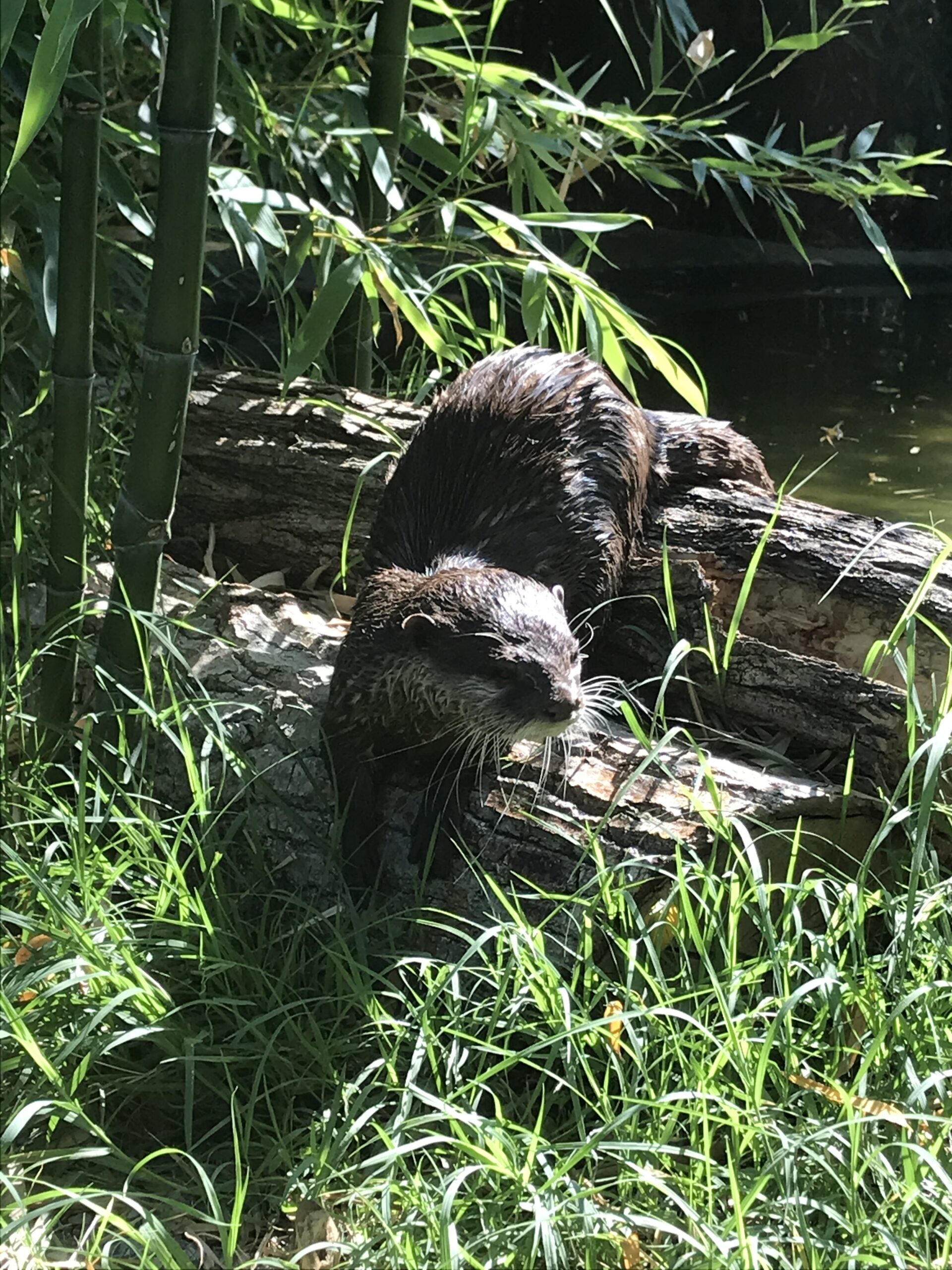 Lontra dalle piccole unghie orientali - Aonyx cinerea