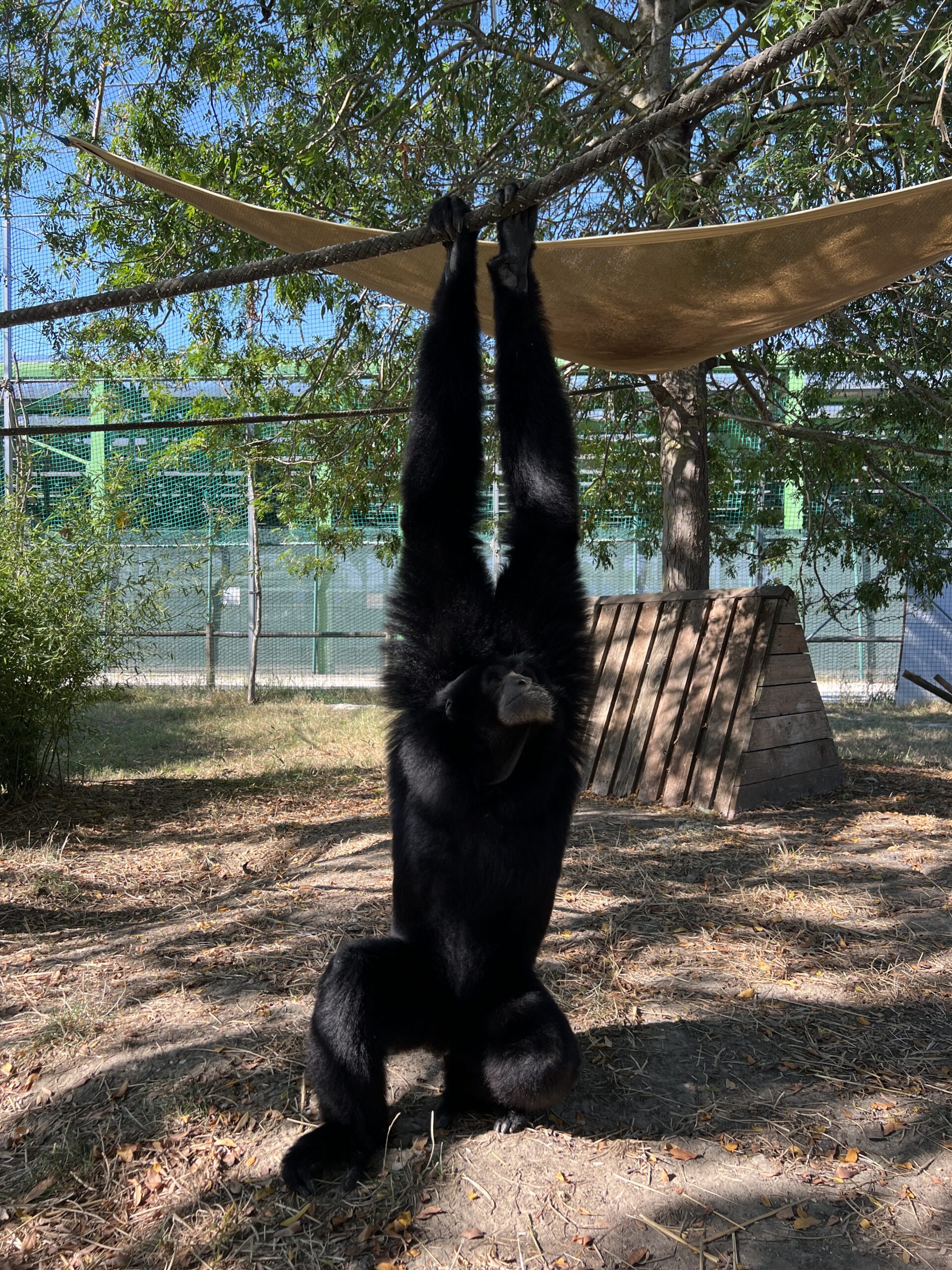 Siamango - Hylobates syndactylus