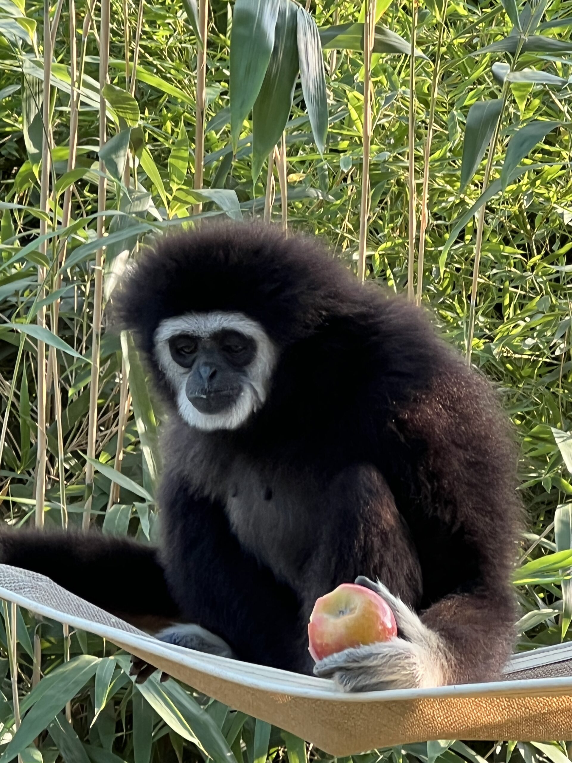 Gibbone dalle mani bianche - Hylobates Iar