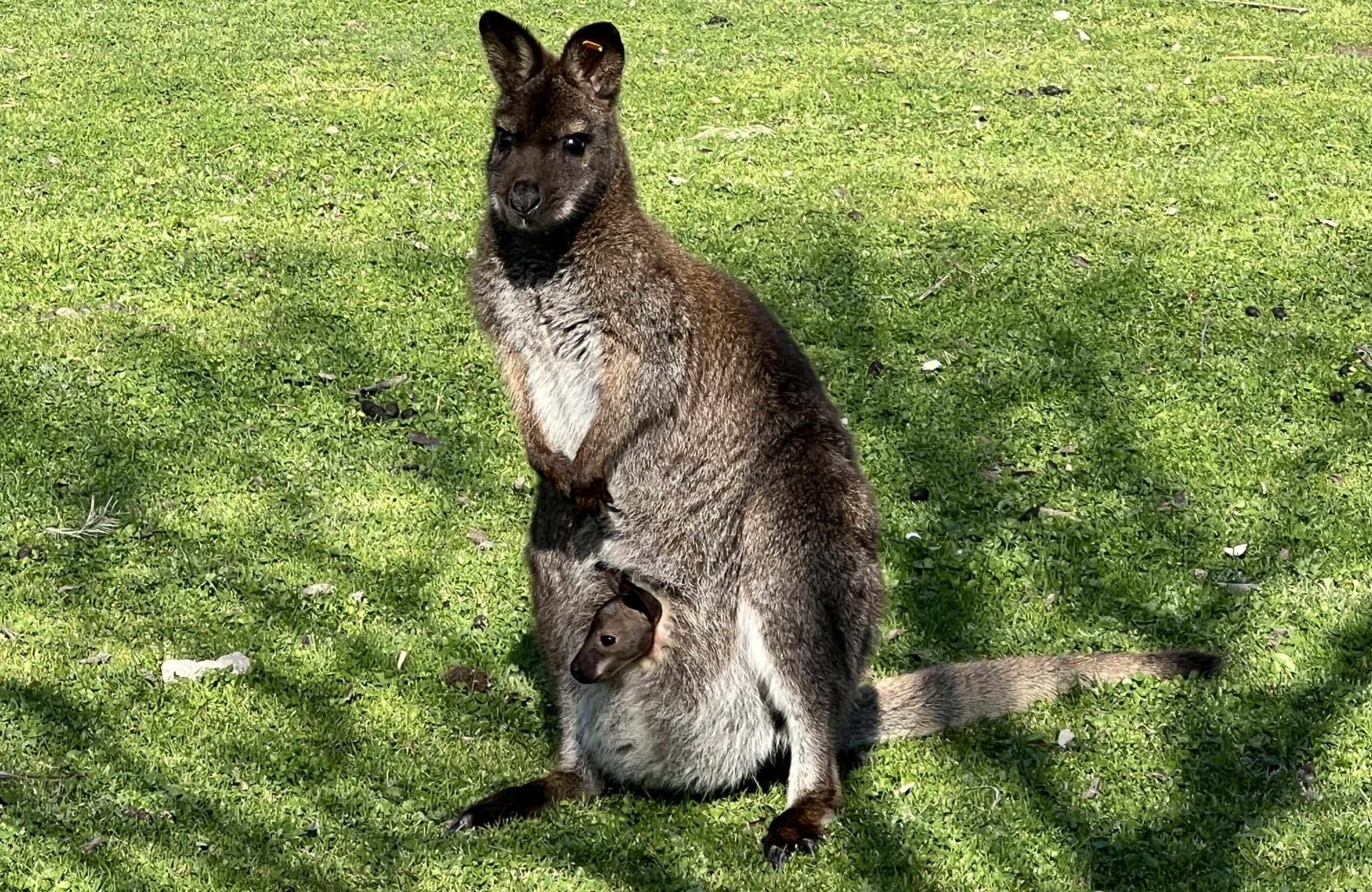 Wallaby - Notamacropus rufogriseus