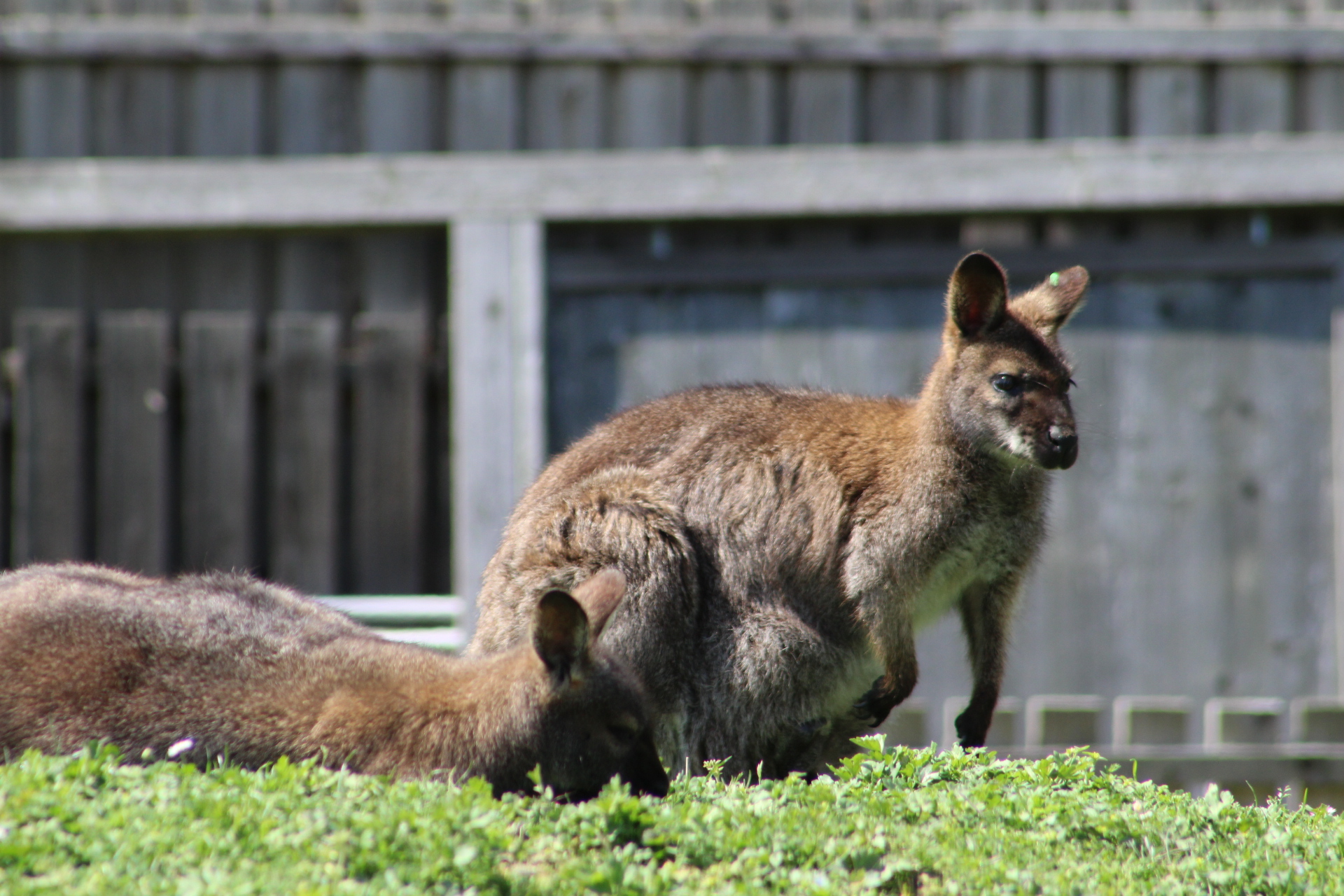Wallaby - Notamacropus rufogriseus