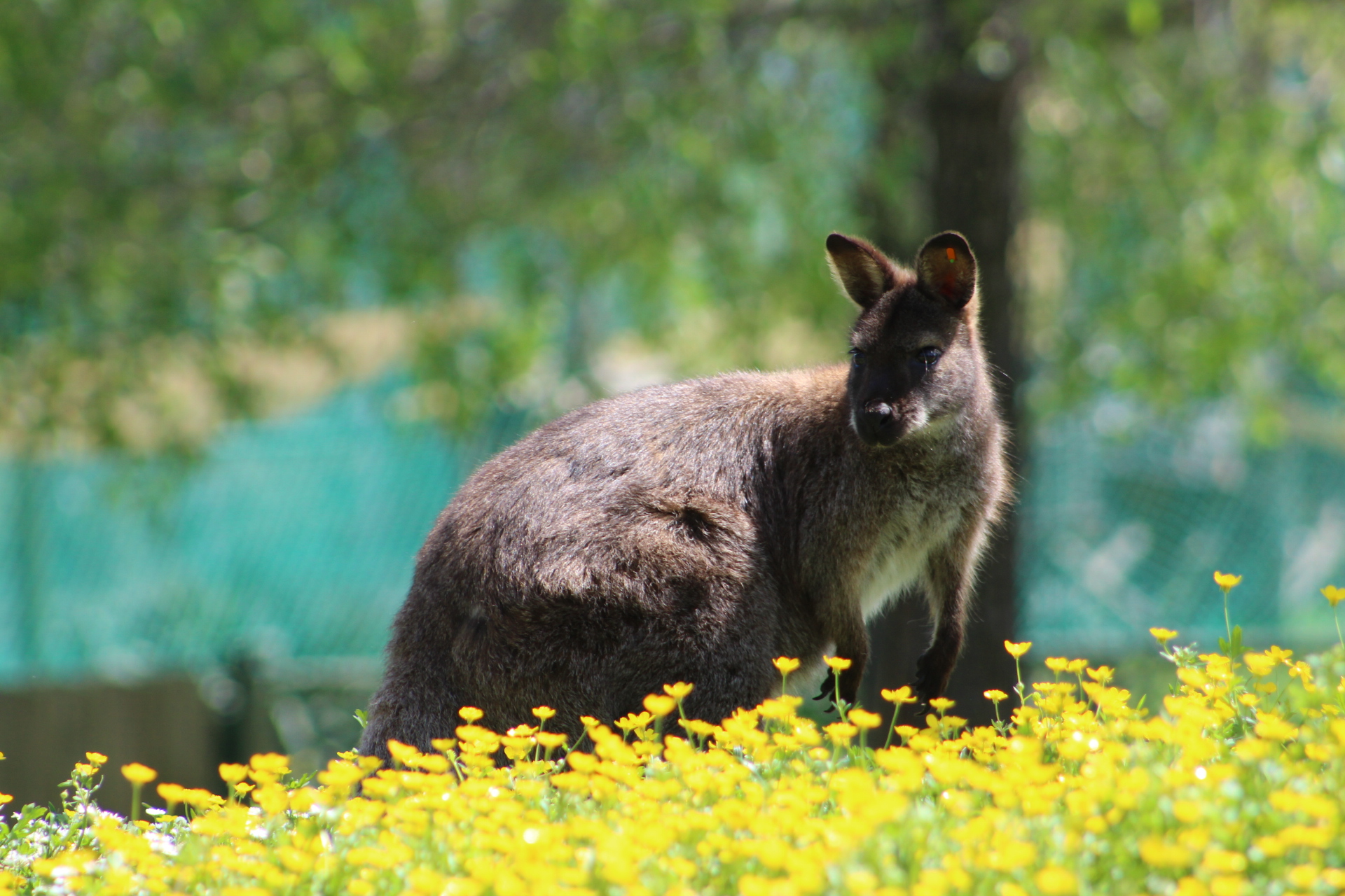 Wallaby - Notamacropus rufogriseus