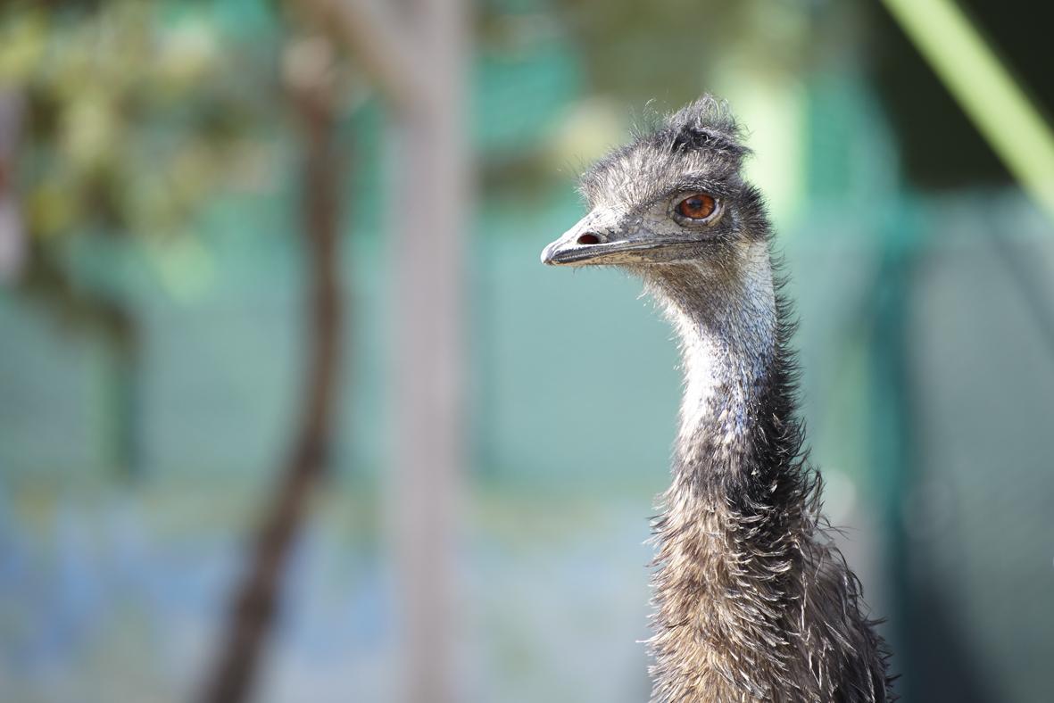 Emù - Dromaius novaehollandiae