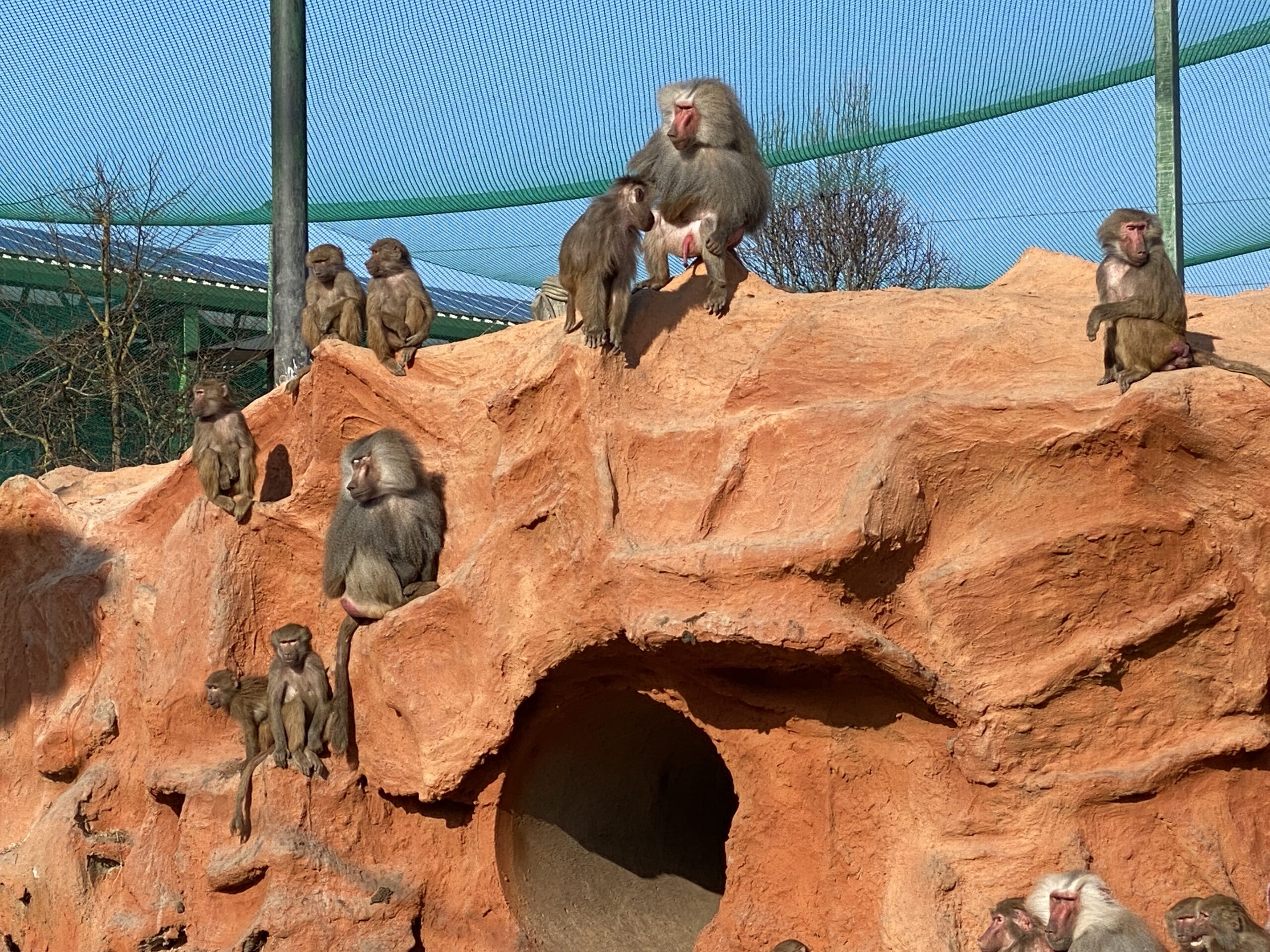 Isola dei Babbuini - Safari Ravenna (5)