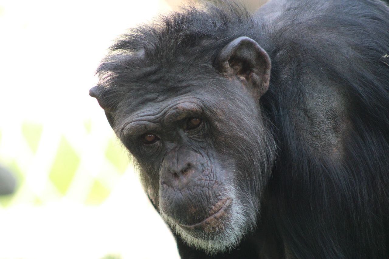 Scimpanzé di Guinea - Pan troglodytes