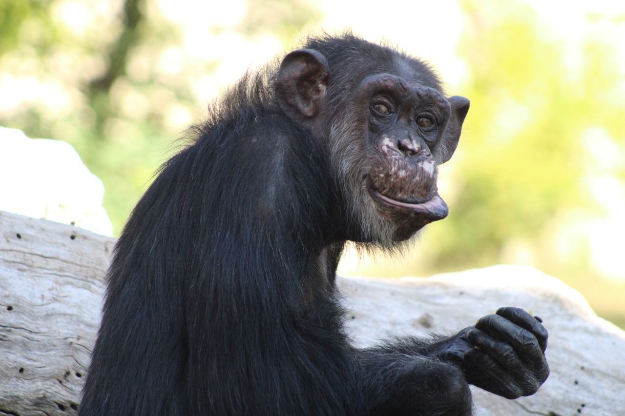 Scimpanzé di Guinea - Pan troglodytes