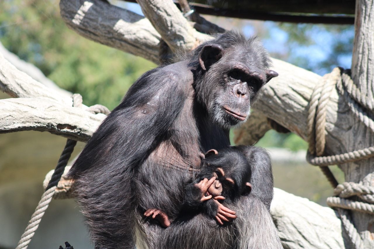 Scimpanzé di Guinea - Pan troglodytes