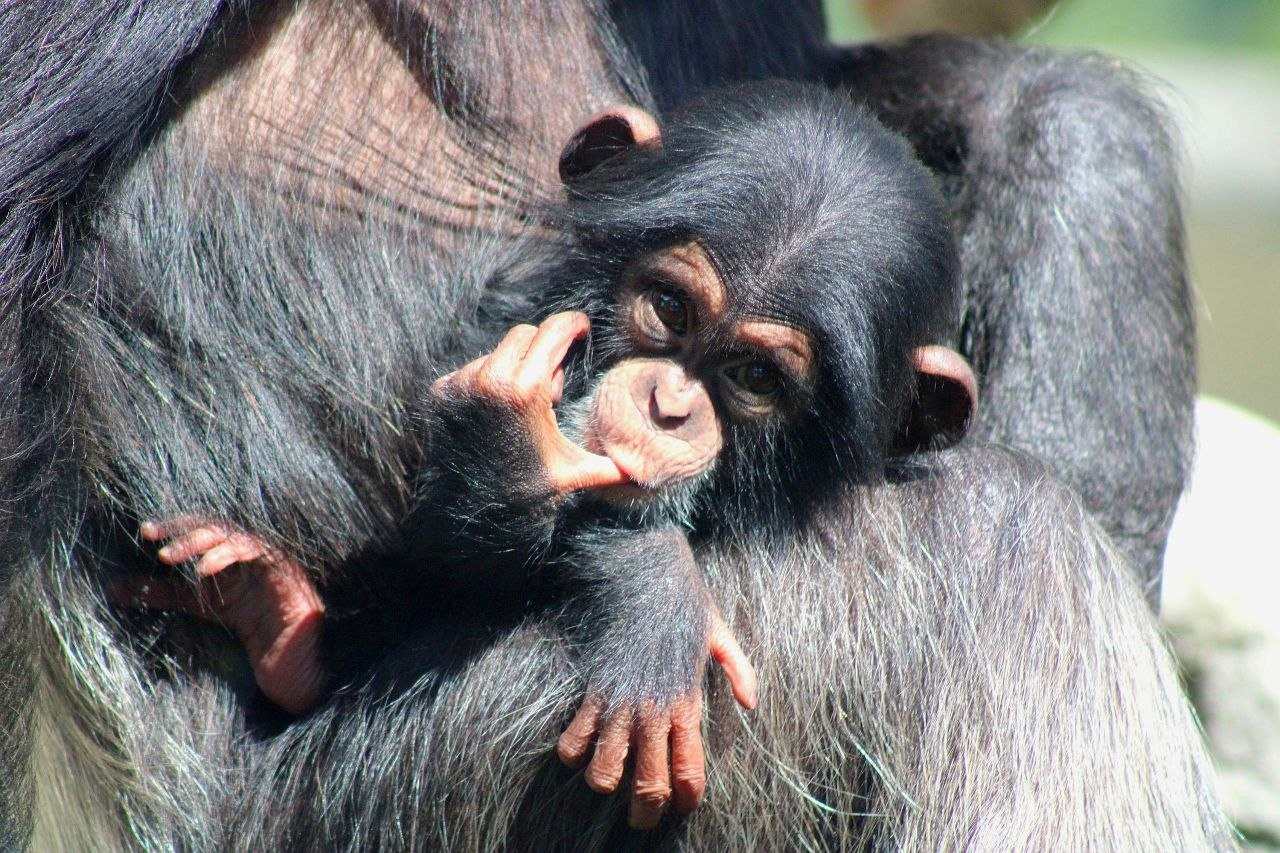 Scimpanzé di Guinea - Pan troglodytes